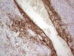 CSF1 Antibody in Immunohistochemistry (Paraffin) (IHC (P))