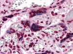 M-CSF Antibody in Immunohistochemistry (Paraffin) (IHC (P))