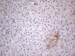 CSF2 Antibody in Immunohistochemistry (Paraffin) (IHC (P))