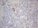 CSF2 Antibody in Immunohistochemistry (Paraffin) (IHC (P))