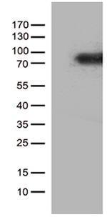 CSF2RA Antibody in Western Blot (WB)