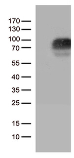 CSF2RA Antibody in Western Blot (WB)