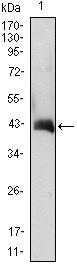 GM-CSF Antibody in Western Blot (WB)