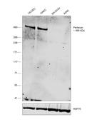 Perlecan Antibody in Western Blot (WB)