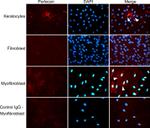 Perlecan Antibody in Immunocytochemistry (ICC/IF)