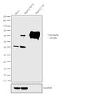 Vitronectin Antibody