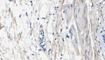 Collagen III (soluble) Antibody in Immunohistochemistry (Paraffin) (IHC (P))