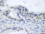 CSN1 Antibody in Immunohistochemistry (IHC)