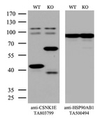 CSNK1E Antibody in Western Blot (WB)