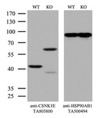 CSNK1E Antibody in Western Blot (WB)