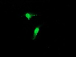 CST3 Antibody in Immunocytochemistry (ICC/IF)