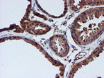 CST3 Antibody in Immunohistochemistry (Paraffin) (IHC (P))