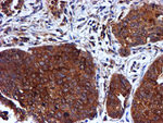 CST3 Antibody in Immunohistochemistry (Paraffin) (IHC (P))