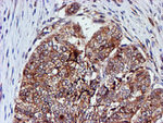 CST3 Antibody in Immunohistochemistry (Paraffin) (IHC (P))