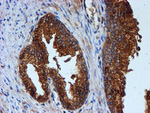 CST3 Antibody in Immunohistochemistry (Paraffin) (IHC (P))