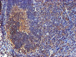 CST3 Antibody in Immunohistochemistry (Paraffin) (IHC (P))