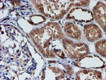 CST3 Antibody in Immunohistochemistry (Paraffin) (IHC (P))