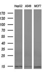 CST3 Antibody in Western Blot (WB)