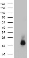 CST3 Antibody in Western Blot (WB)