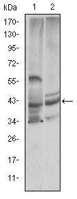 Cystatin C Antibody in Western Blot (WB)