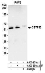 CSTF50 Antibody in Immunoprecipitation (IP)