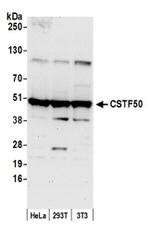 CSTF50 Antibody in Western Blot (WB)