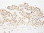 CSTF50 Antibody in Immunohistochemistry (IHC)