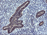 CTAG1B Antibody in Immunohistochemistry (Paraffin) (IHC (P))