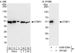 CTBP1 Antibody in Western Blot (WB)