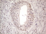 CTBP2 Antibody in Immunohistochemistry (Paraffin) (IHC (P))