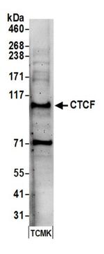 CTCF Antibody in Western Blot (WB)