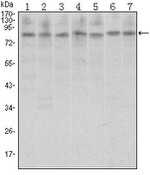 CTCF Antibody in Western Blot (WB)