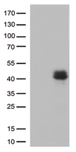 CTGF Antibody in Western Blot (WB)