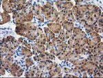 CTH Antibody in Immunohistochemistry (Paraffin) (IHC (P))