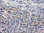 CTH Antibody in Immunohistochemistry (Paraffin) (IHC (P))