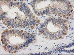 CTH Antibody in Immunohistochemistry (Paraffin) (IHC (P))