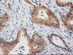 CTH Antibody in Immunohistochemistry (Paraffin) (IHC (P))