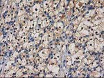 CTH Antibody in Immunohistochemistry (Paraffin) (IHC (P))