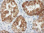 CTH Antibody in Immunohistochemistry (Paraffin) (IHC (P))