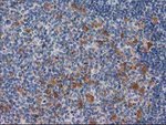 CTH Antibody in Immunohistochemistry (Paraffin) (IHC (P))