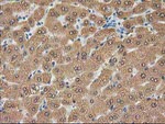 CTH Antibody in Immunohistochemistry (Paraffin) (IHC (P))