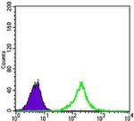 beta Catenin Antibody in Flow Cytometry (Flow)