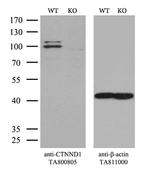 CTNND1 Antibody