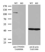 CTNND1 Antibody