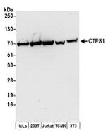 CTPS1 Antibody in Western Blot (WB)