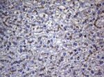 CTSL1 Antibody in Immunohistochemistry (Paraffin) (IHC (P))