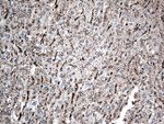 CTSL1 Antibody in Immunohistochemistry (Paraffin) (IHC (P))