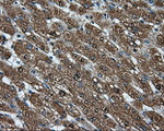 CUGBP1 Antibody in Immunohistochemistry (Paraffin) (IHC (P))