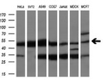 CUGBP1 Antibody in Western Blot (WB)