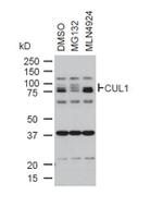 Cullin 1 Antibody in Western Blot (WB)